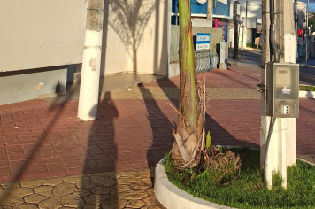 Nota oficial da Prefeitura de Itapeva sobre a supressão de árvores na Praça Anchieta