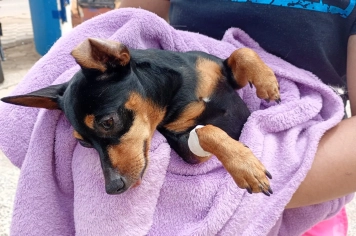 Cães e gatos estão sendo são castrados gratuitamente em Itapeva