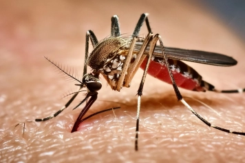 Prefeitura de Itapeva reforça as ações de combate à Dengue durante Semana Estadual de Prevenção