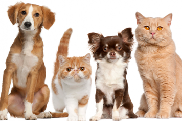  Secretaria de Recursos Hídricos e Meio Ambiente realiza feira de adoção de cães e gatos dia 24 na Agromar