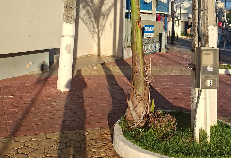 Nota oficial da Prefeitura de Itapeva sobre a supressão de árvores na Praça Anchieta