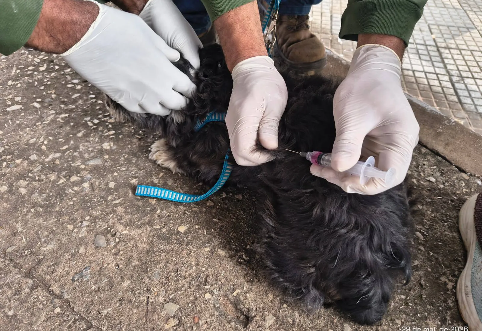 Mais de 120 animais de estimação são vacinados contra a raiva na última sexta (29)