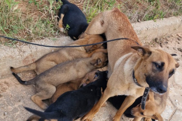 Secretaria de Meio Ambiente e Centro de Proteção Animal prorrogam os agendamentos de castrações de cães e gatos de 25 a 27 de agosto