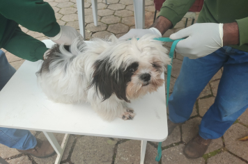 Prefeitura realiza vacinação contra raiva animal em cães e gatos