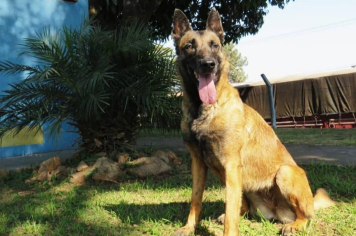 GCM realiza cerimônia de inatividade para cão policial