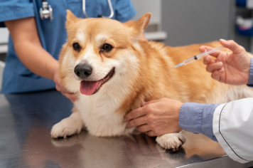 Secretaria da Saúde convoca protetores para imunizarem seus Pets