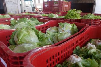 Hortaliças são recebidas e distribuídas