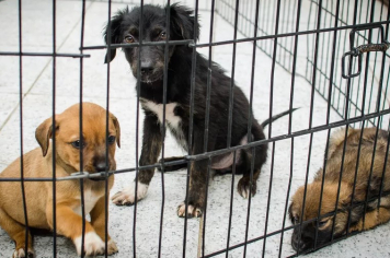 Secretaria de Recursos Hídricos e Meio Ambiente conta com os serviços de alojamento para cães e gatos e clínica médica para atendimento veterinário.
