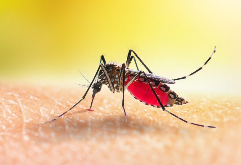 Secretaria da Saúde intensifica as ações de combate à Dengue em Itapeva