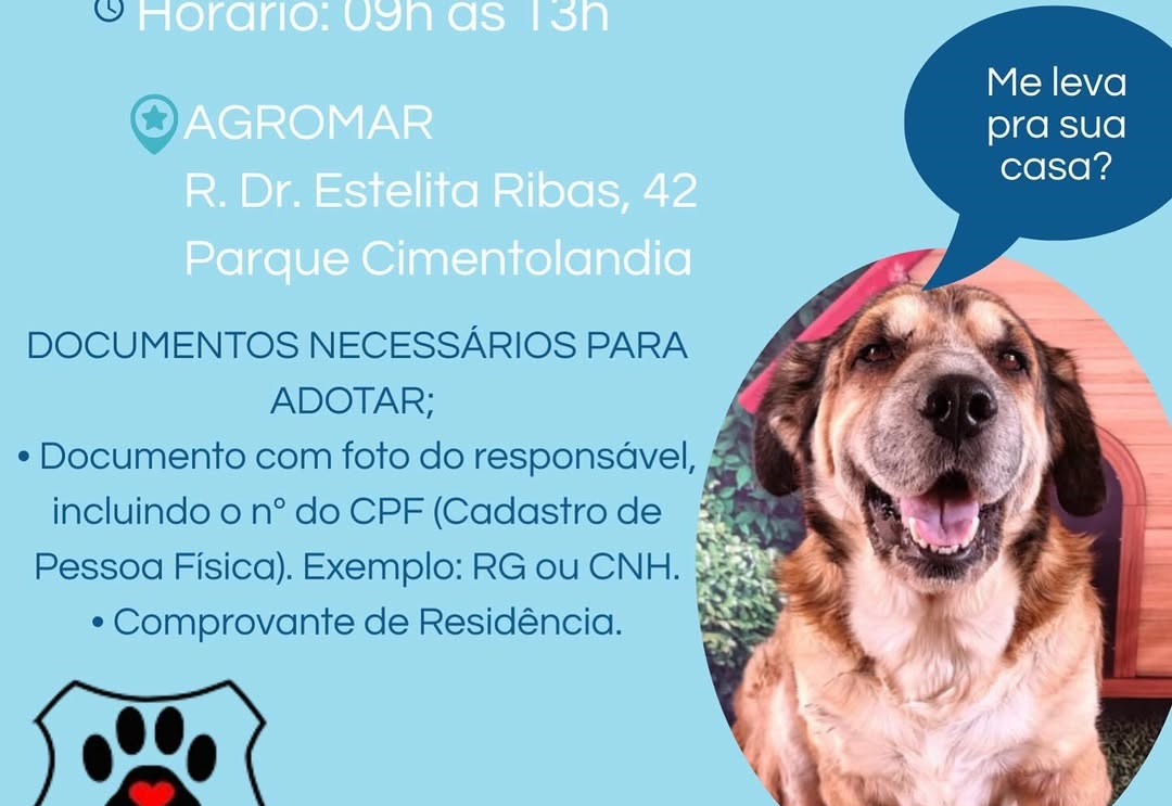 Feira de Adoção de cães e gatos acontece neste sábado (12)